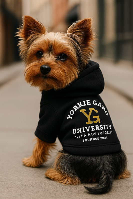 YORKIE GANG